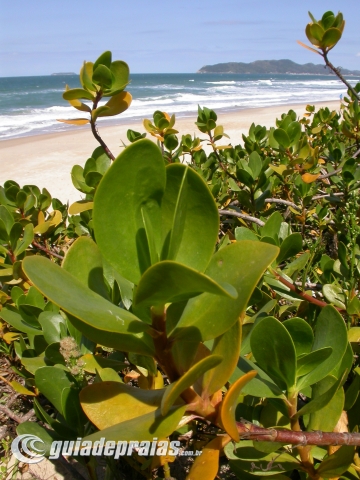 Moçambique - Florianópolis | Foto de g