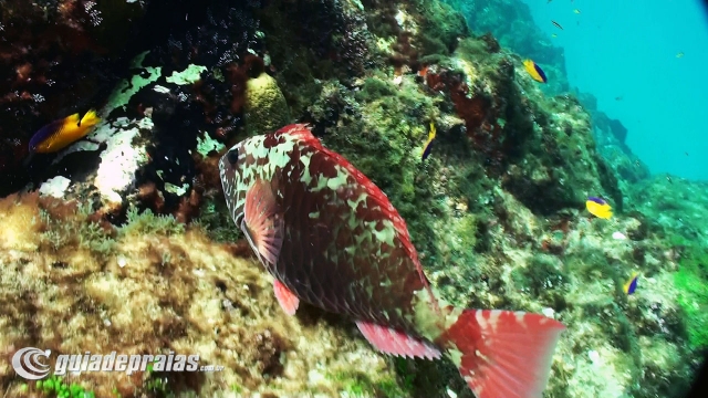 Mergulho no Sancho | Foto de g