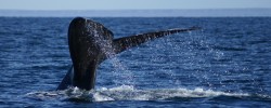 Foto de É temporada para avistar as Belas Baleias Francas no litoral catarinense. border=