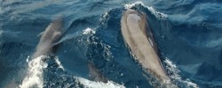 Foto de Galeria - Baía dos Golfinhos - Fernando de Noronha - PE