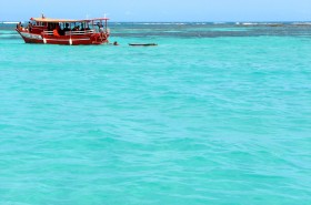 Wallpaper Corais em Maragogi